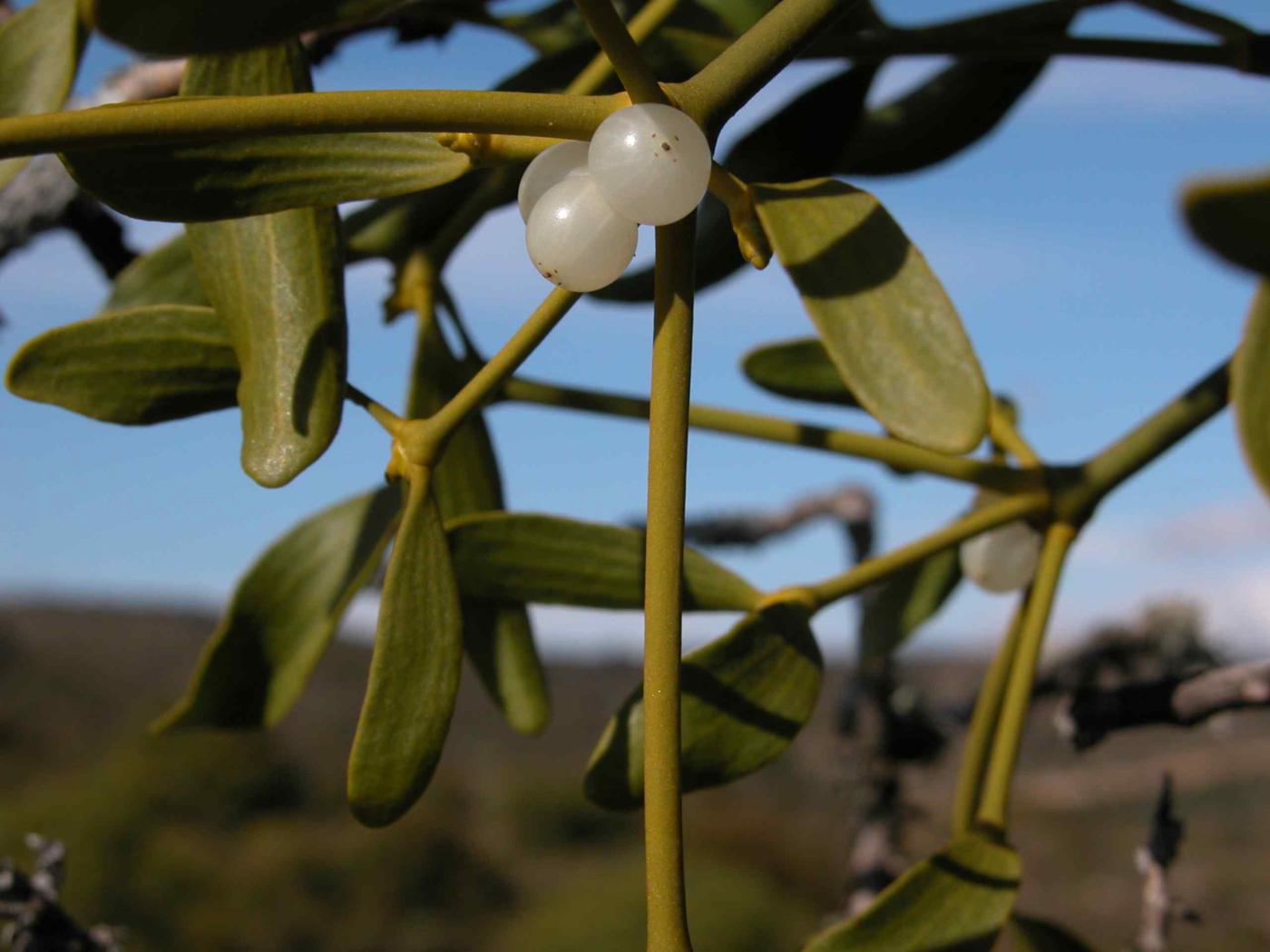 Mistletoe leaf